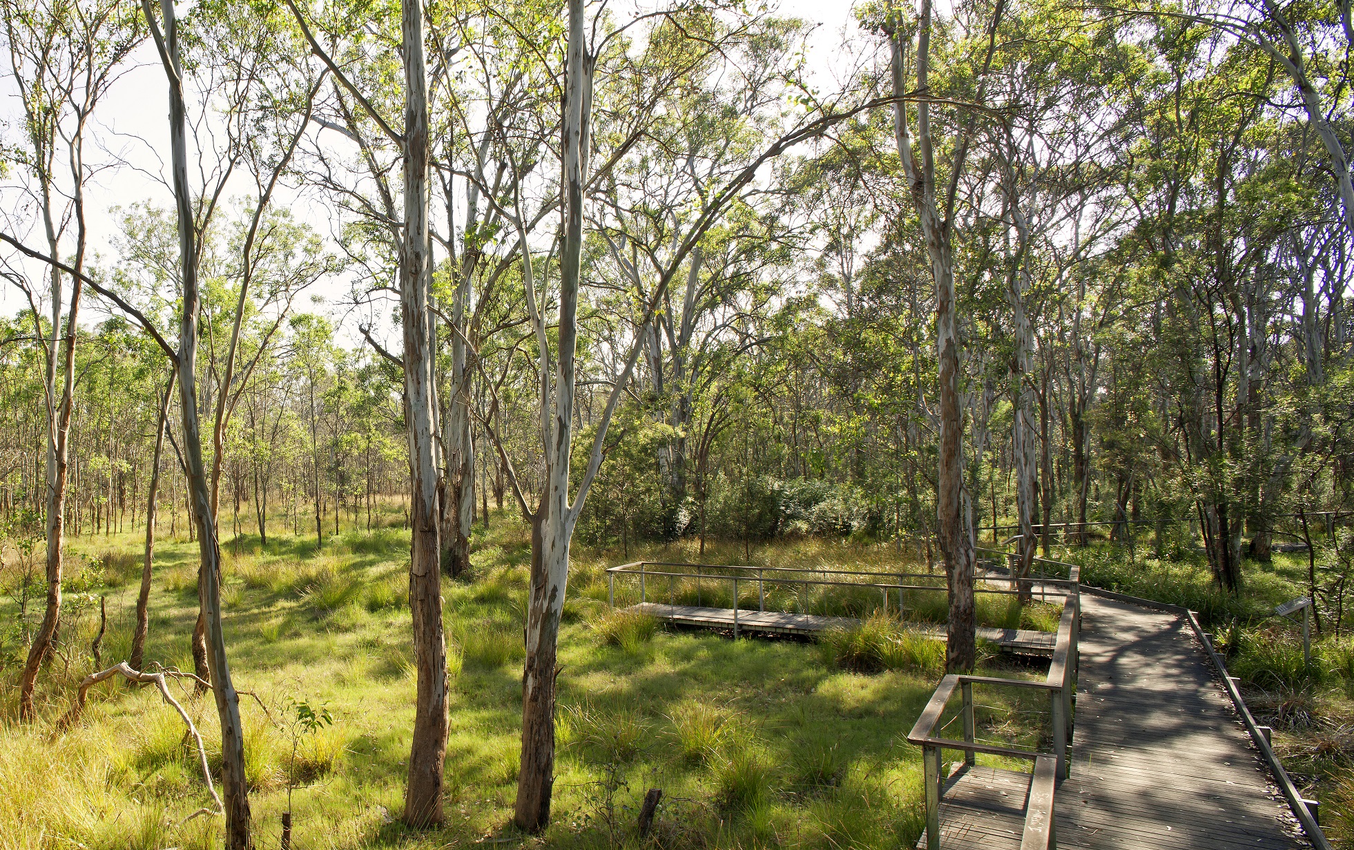 Bushland boarwalk