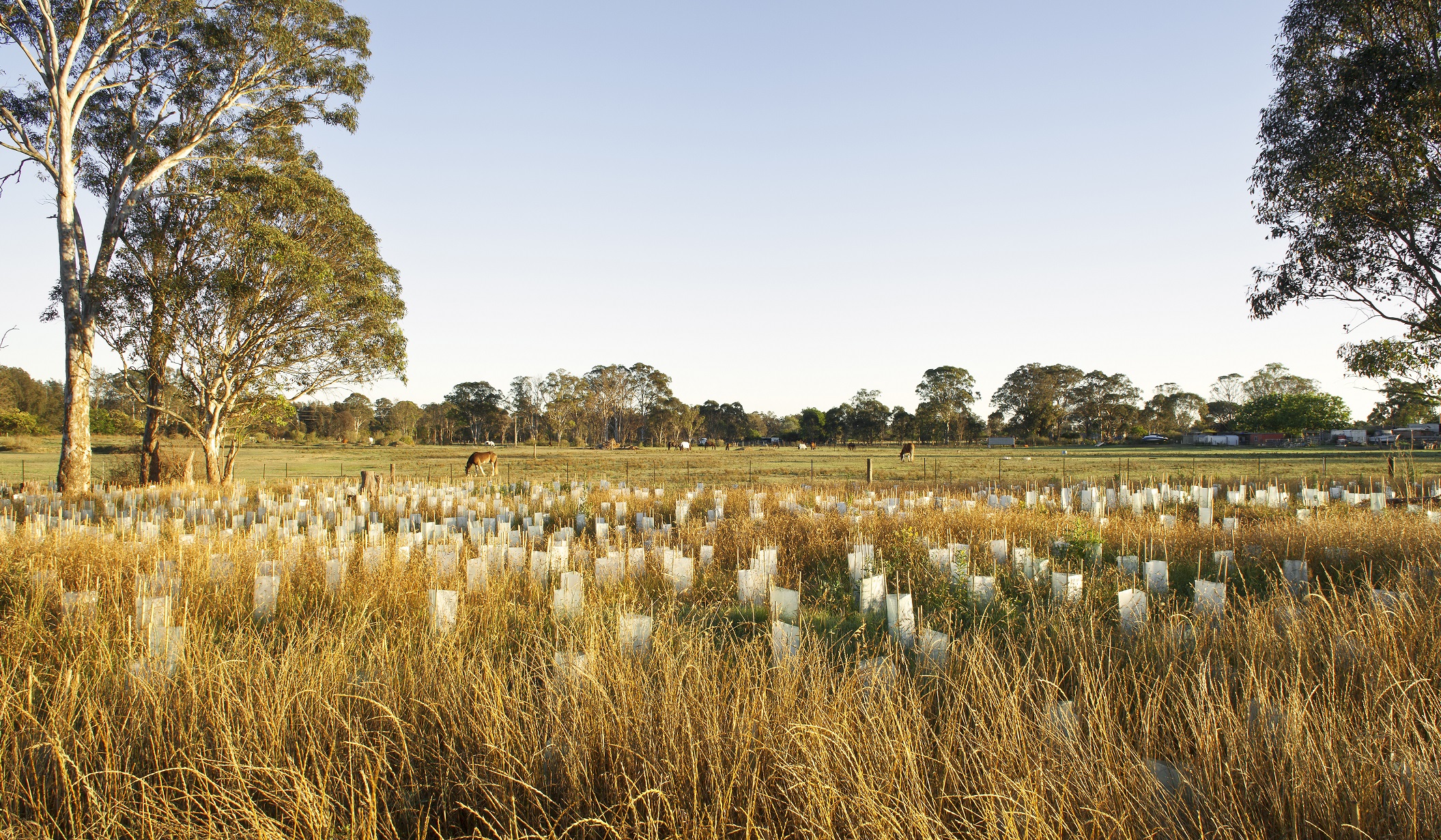 Bush Regeneration