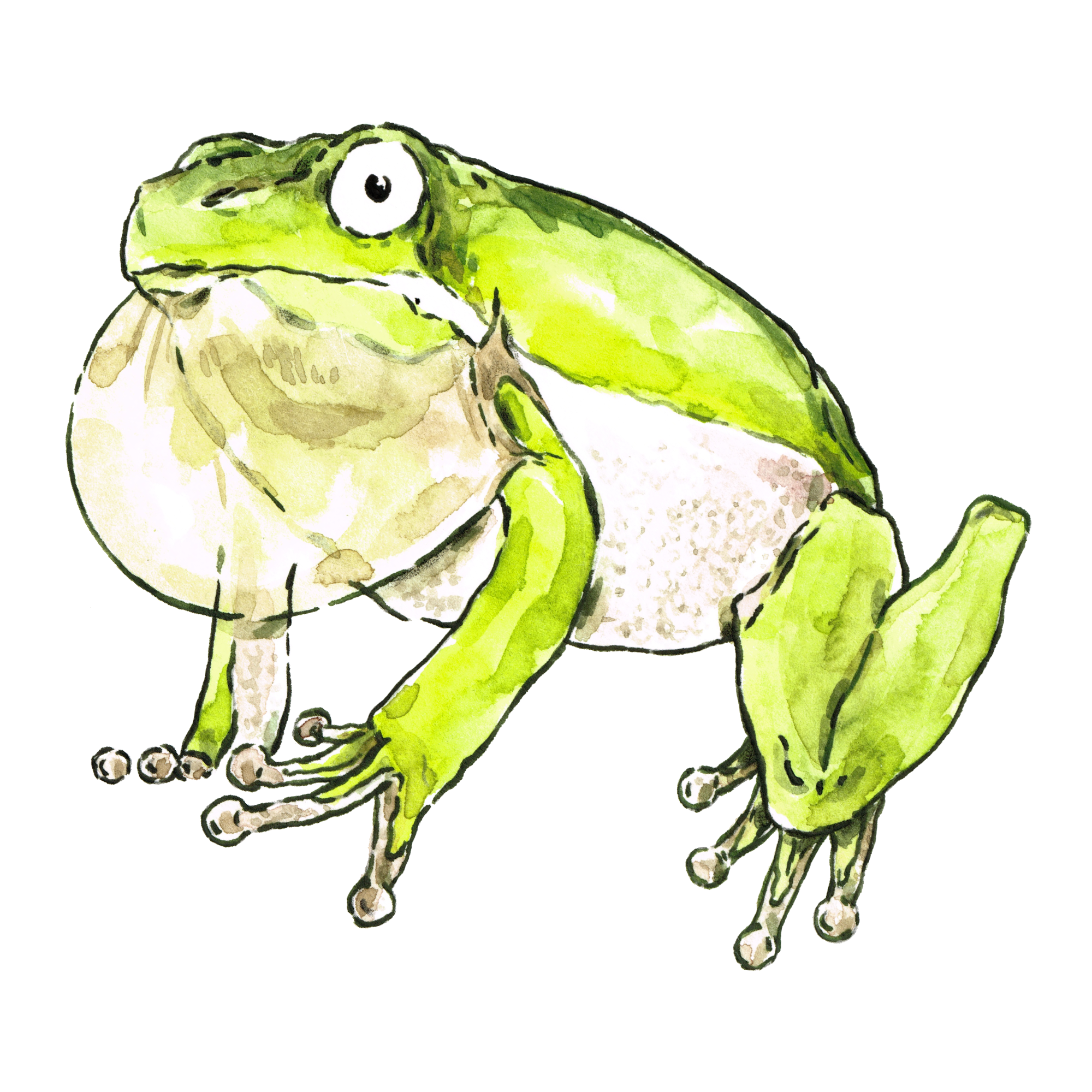 Frog