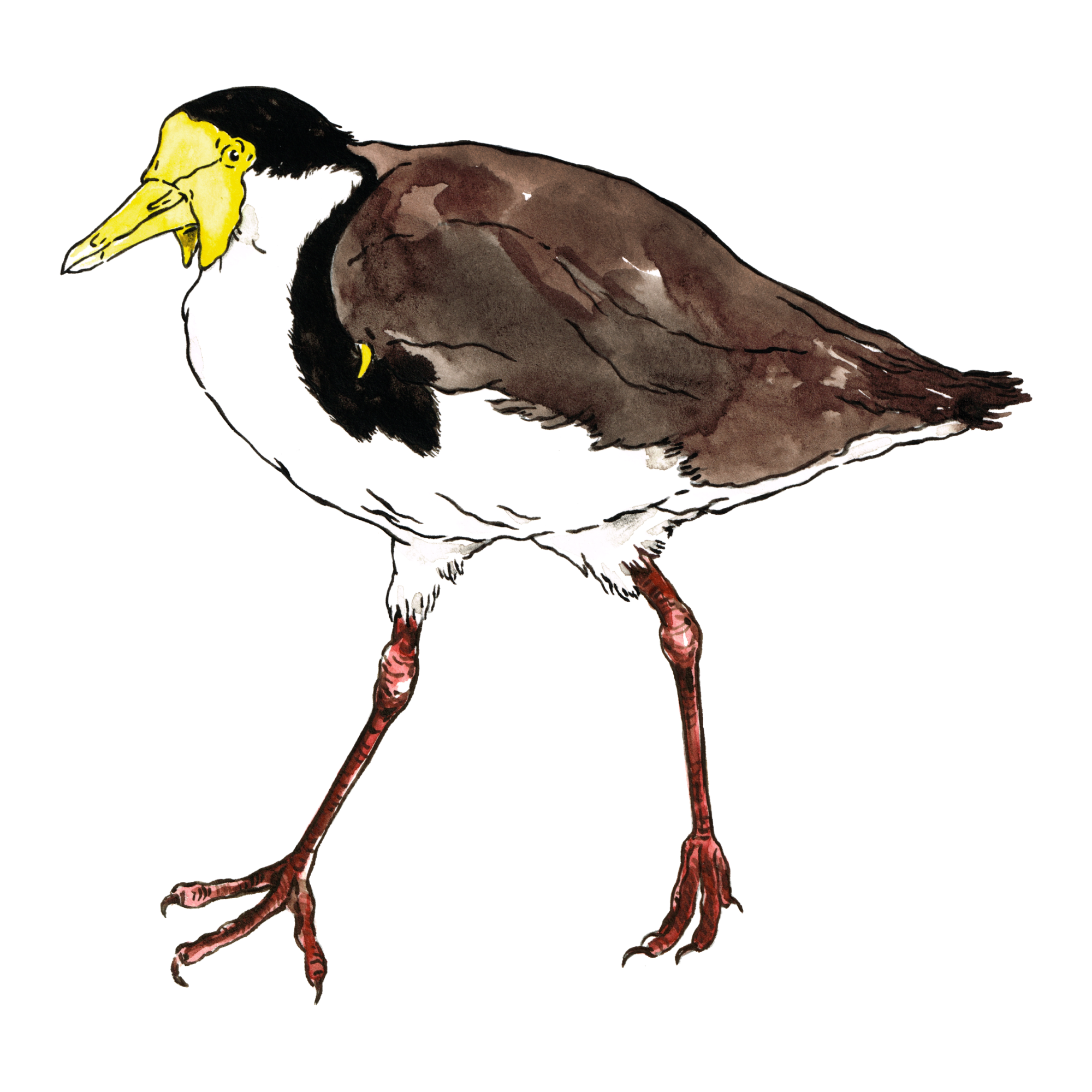 Masked Lapwing