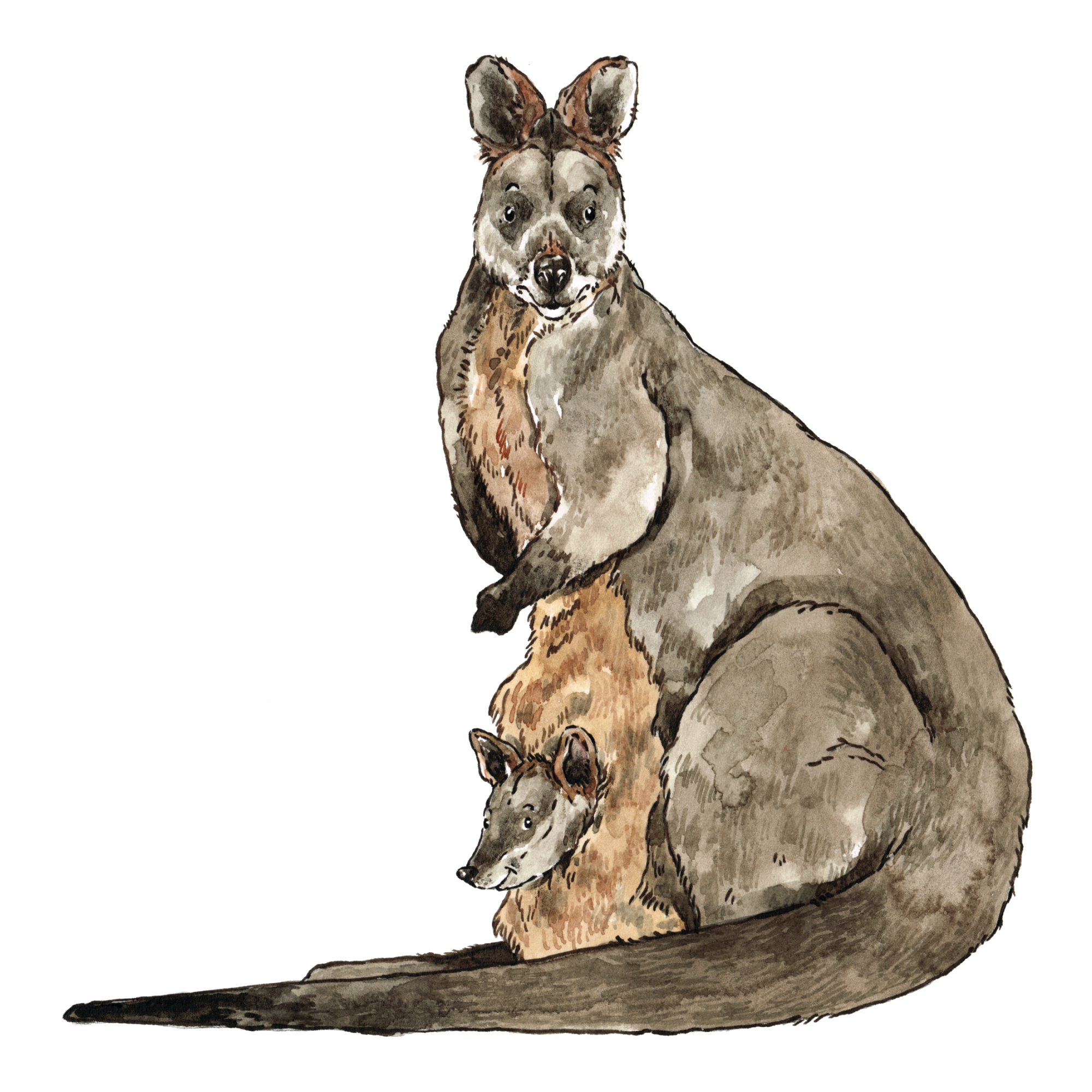 wallaby