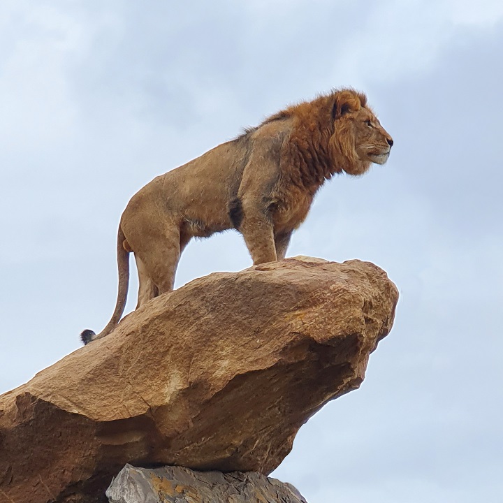 Sydney Zoo Lion Sheru