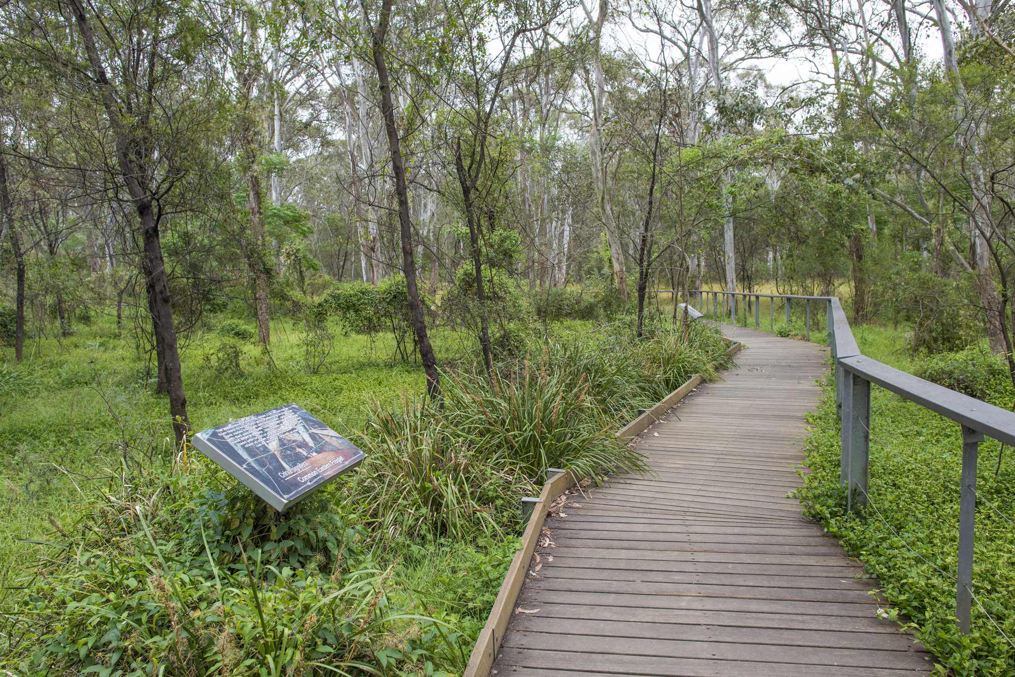 Nurragingy boardwalk