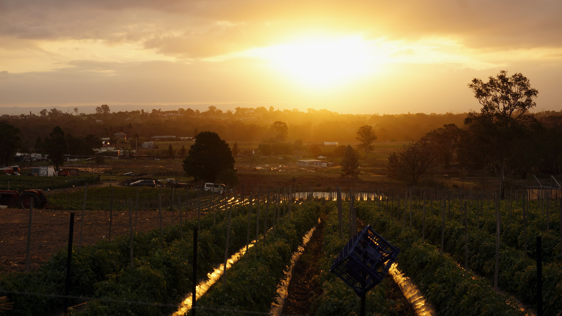 Urban farm sunset