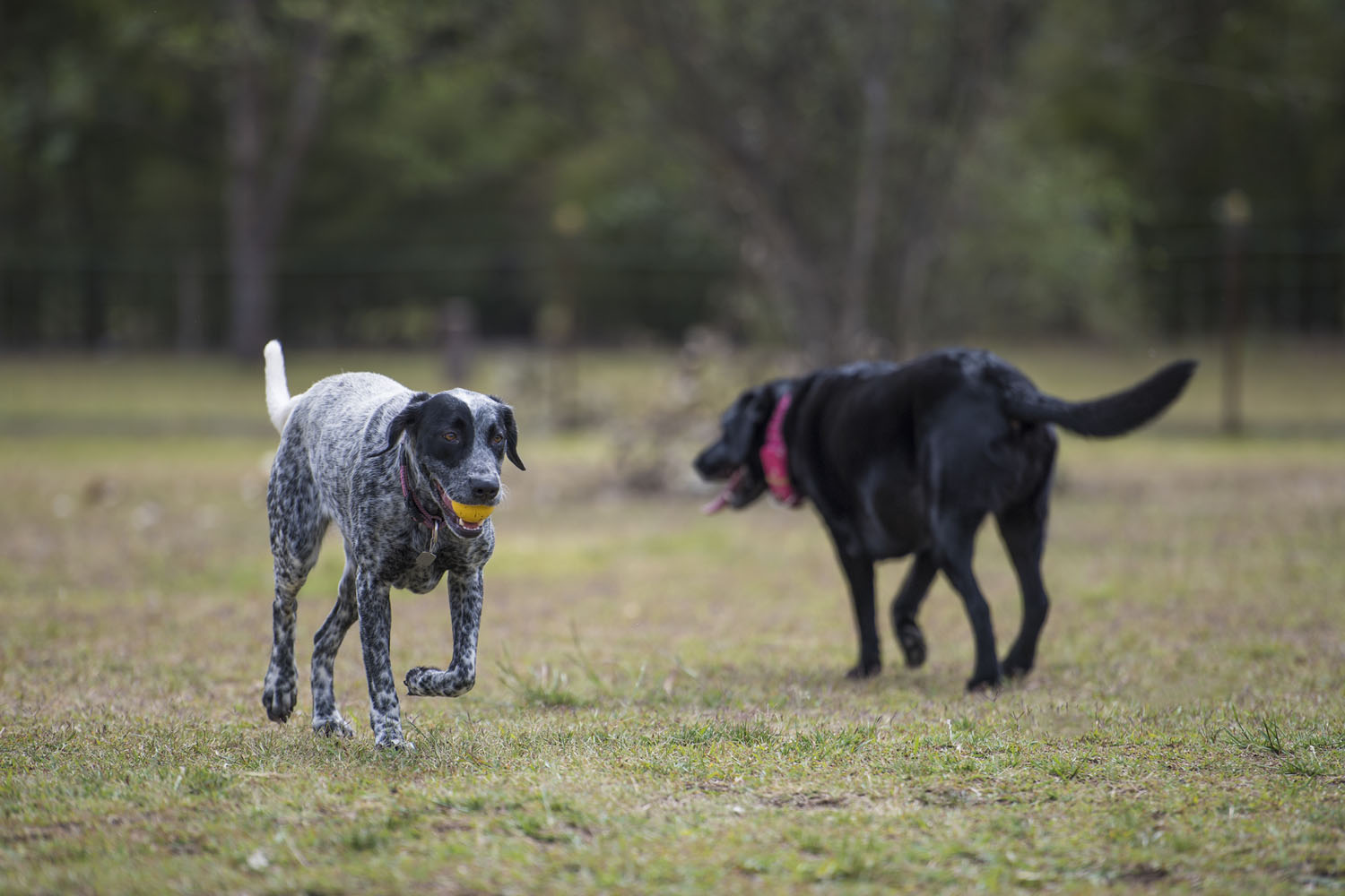 Warrigal Run at Bungarribee