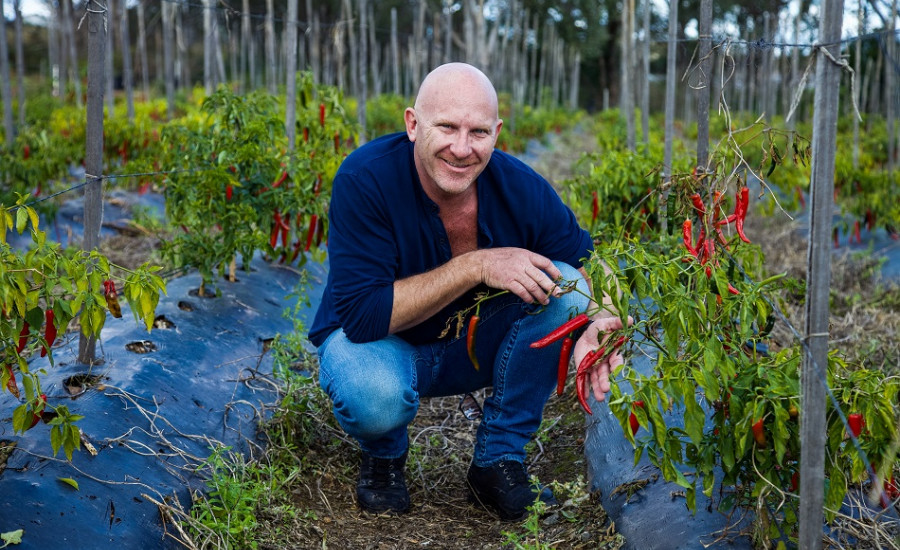 Chef Matt Moran holding fresh chillies in a Western Sydney Parklands urban farm