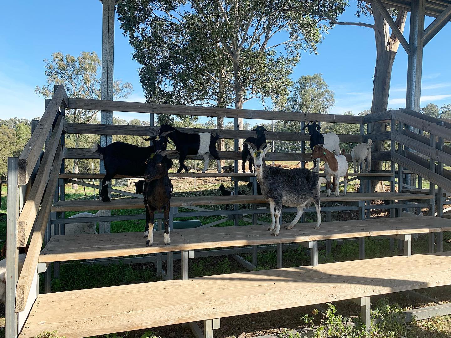 goats out on the stand