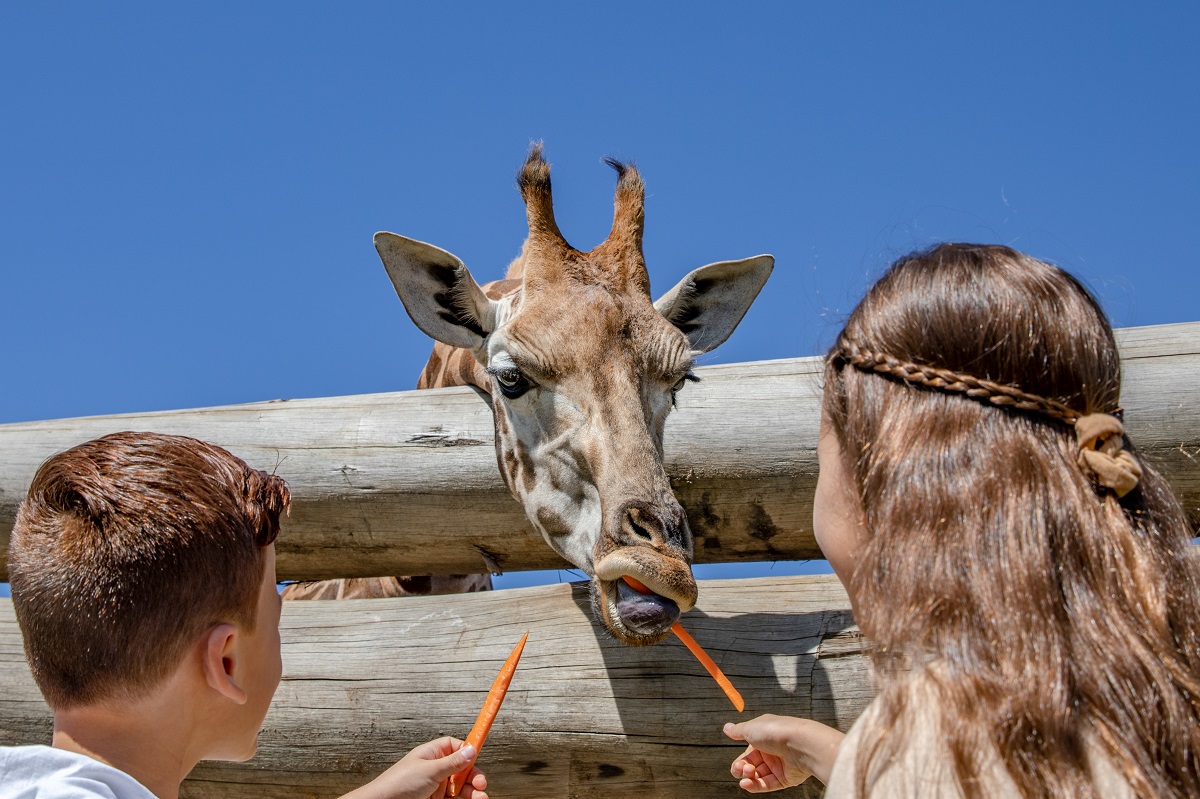 kids feeding giraffe with carrots