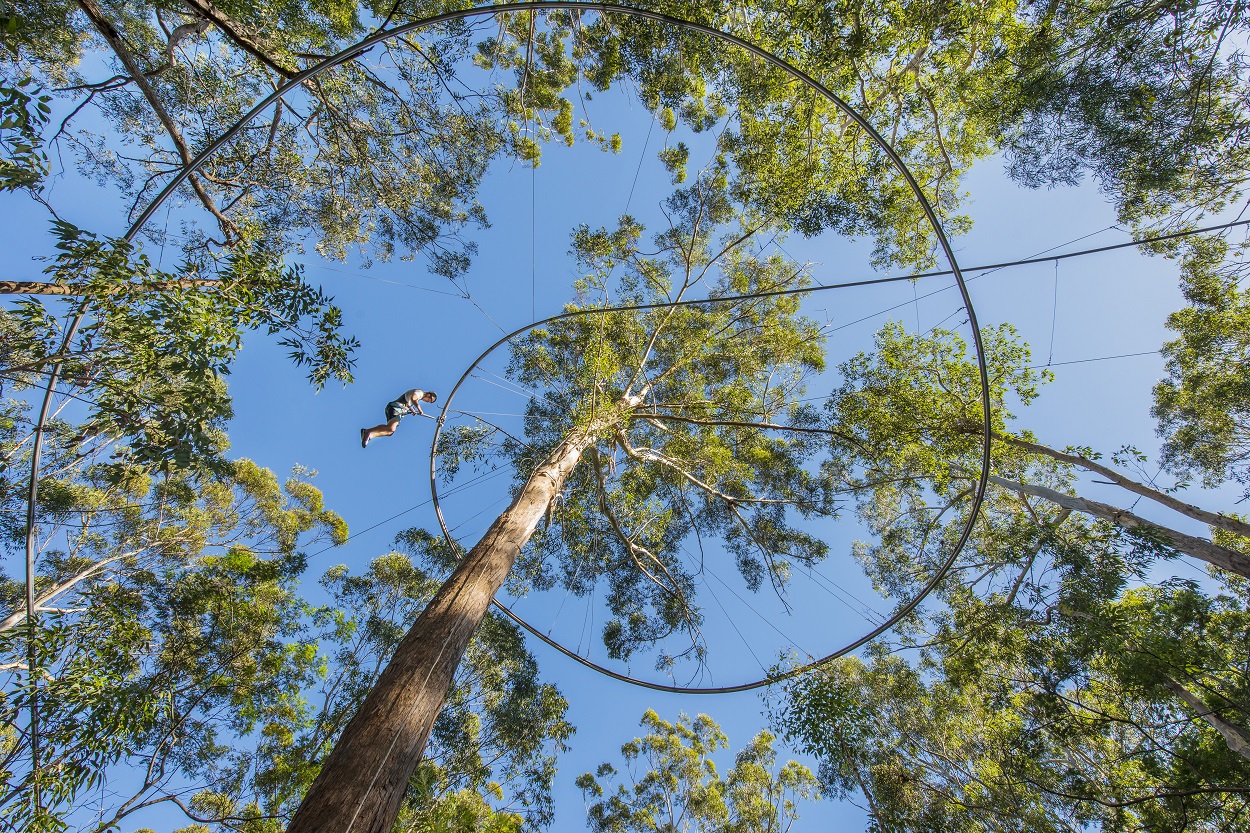 aerial view of the crazy rider tree tops loop