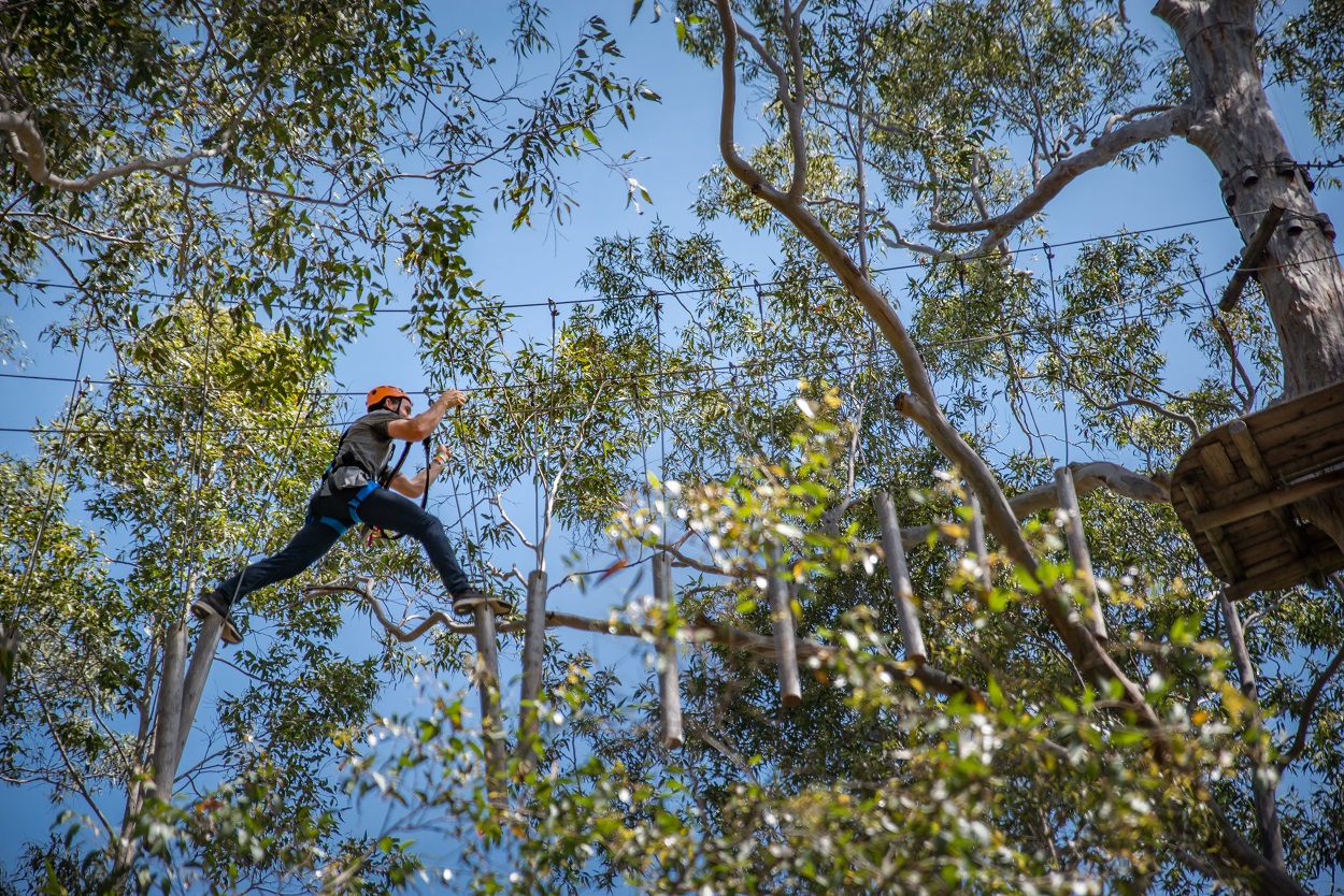 walking in the trees