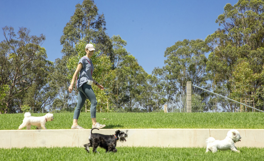 Dogs enjoying Western Sydney Parklands new dog park