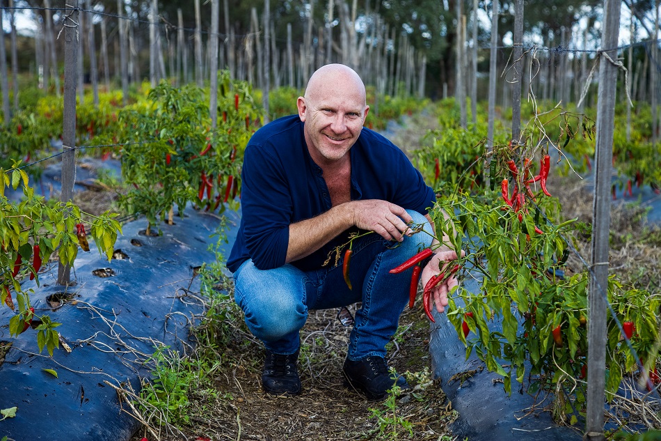 Chef Matt Moran holding fresh chillies in a Western Sydney Parklands urban farm