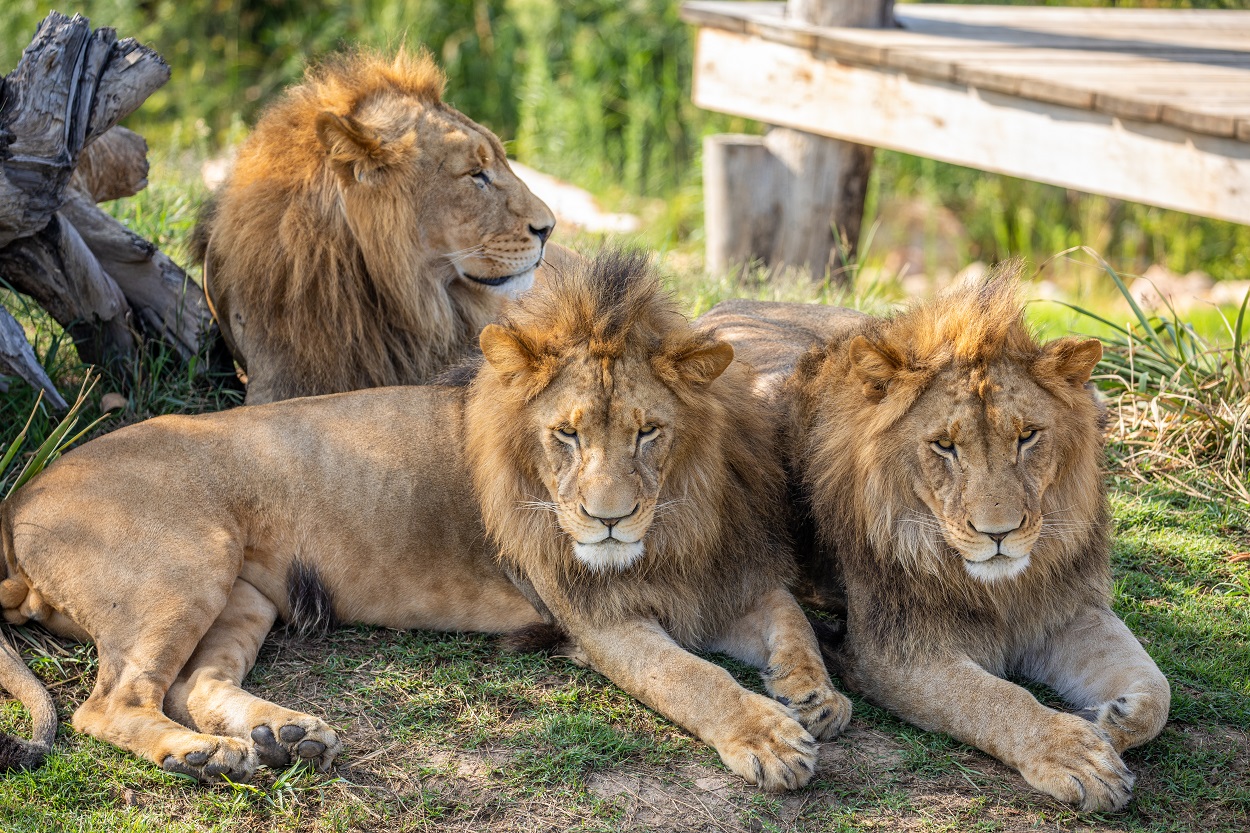 three lions lazing about