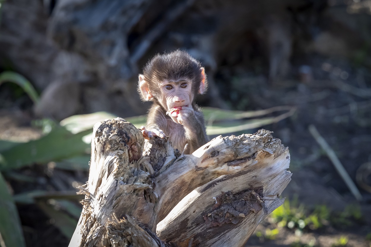 Baby baboon image taken by Phillip Wittke