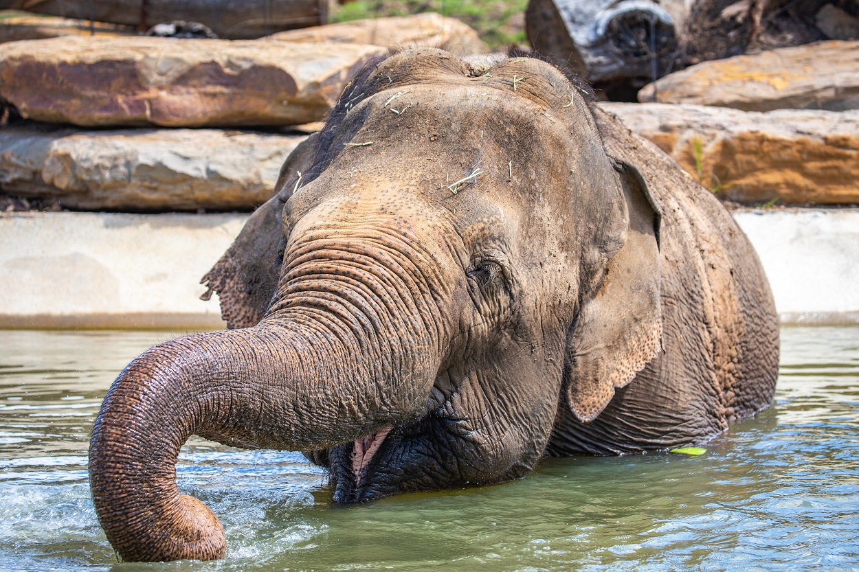 elephant in water image taken by Natasha Budinski