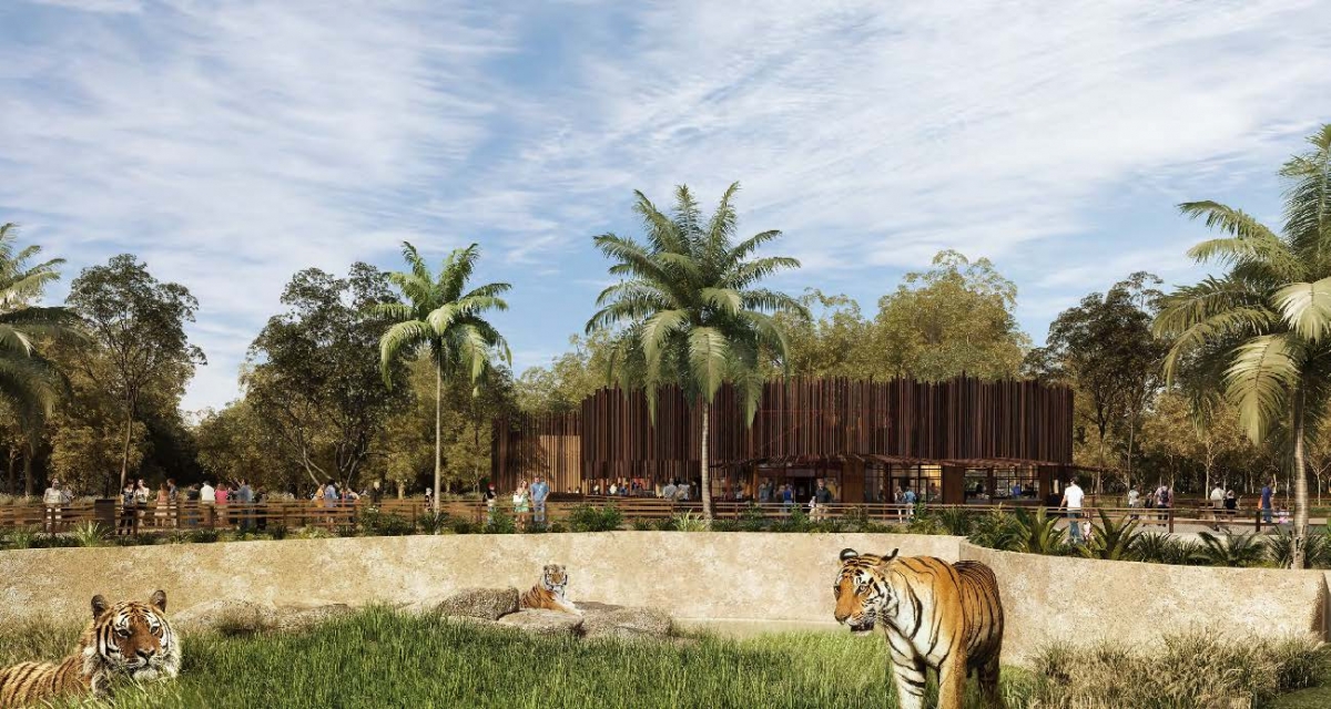 Sydney Zoo Tigers