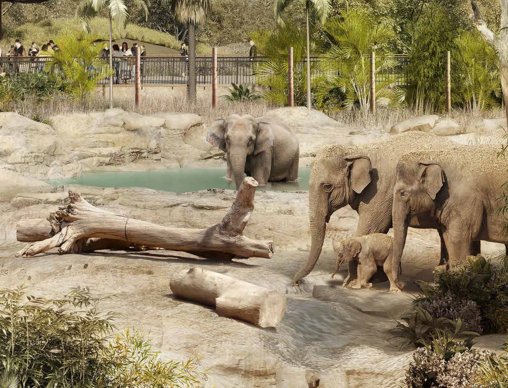 Sydney Zoo elephants